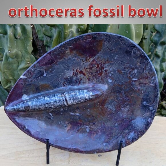 9" orthoceras fossil bowl 01